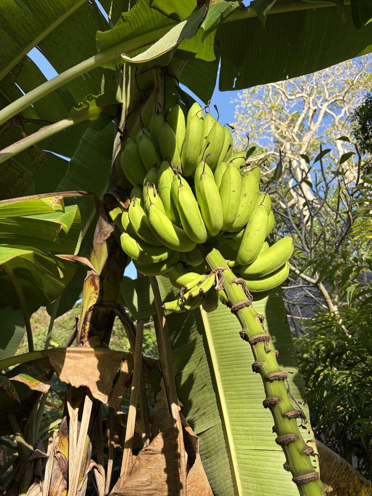 Bananas on the tree