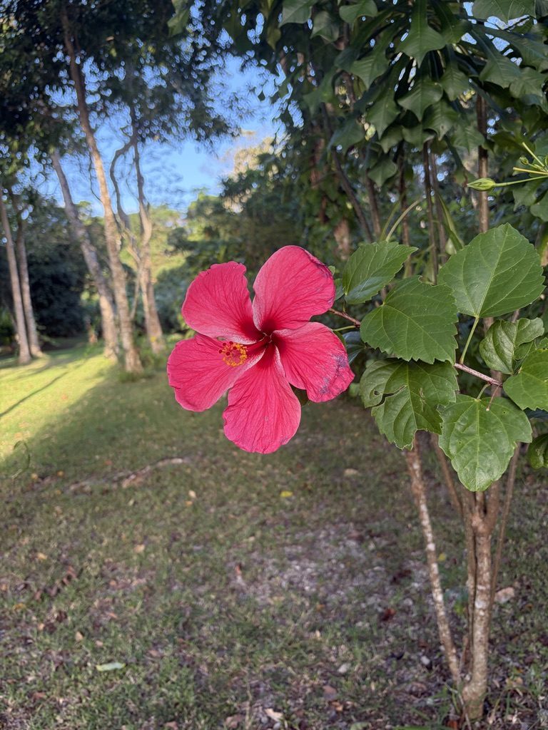 Hibiscus in the Coral Sunset garden