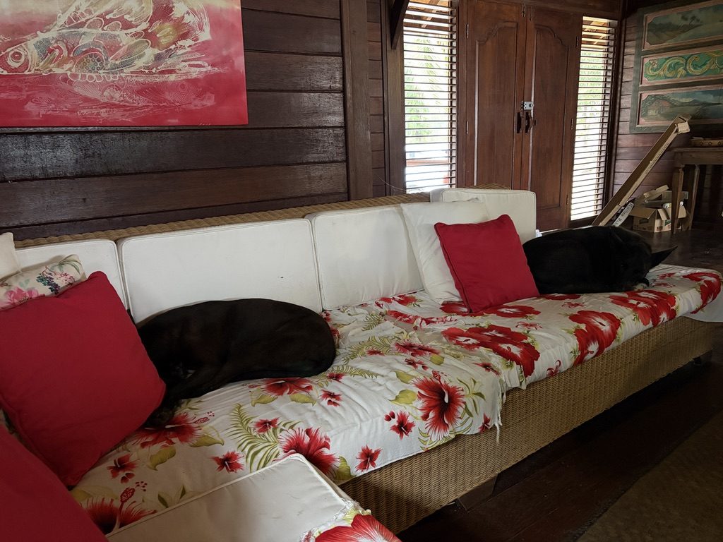 Timber living room with hibiscus cushions and the family dogs